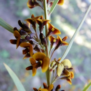 Daviesia mimosoides at Paddys River, ACT - 10 Oct 2008