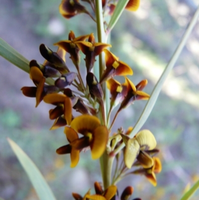 Daviesia mimosoides (Bitter Pea) at Paddys River, ACT - 9 Oct 2008 by LukeJ