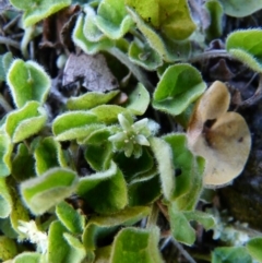 Dichondra repens (Kidney Weed) at Paddys River, ACT - 9 Oct 2008 by LukeJ