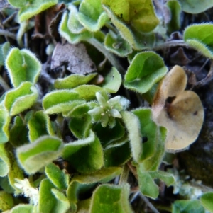 Dichondra repens at Paddys River, ACT - 10 Oct 2008