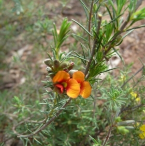 Dillwynia sericea at Coree, ACT - 15 Oct 2008 10:41 AM