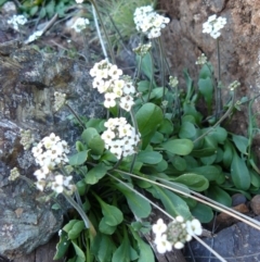 Drabastrum alpestre (Mountain Cress) at Bullen Range - 3 Sep 2007 by Maliyan