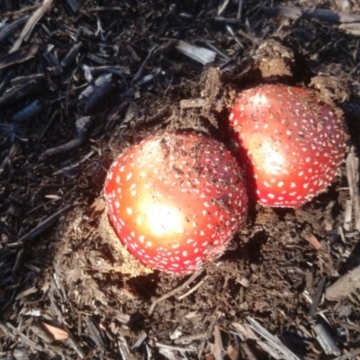 Amanita muscaria (Fly Agaric) at ANU Banks Precinct - 29 Jun 2015 by TimYiu