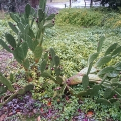 Opuntia ficus-indica (Indian Fig, Spineless Cactus) at Australian National University - 16 Jun 2015 by TimYiu