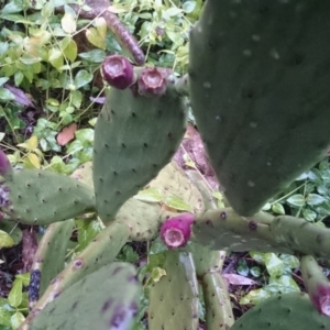 Opuntia ficus-indica at Acton, ACT - 17 Jun 2015