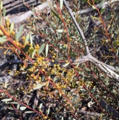 Acacia buxifolia subsp. buxifolia (Box-leaf Wattle) at Bruce Ridge - 28 Jun 2015 by ibaird