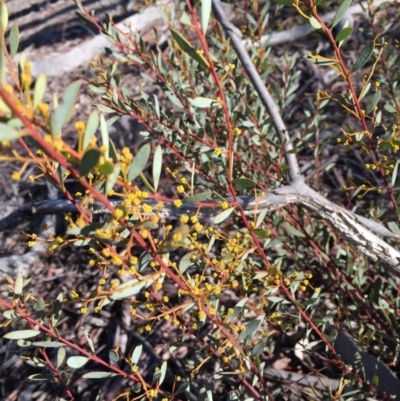 Acacia buxifolia subsp. buxifolia (Box-leaf Wattle) at Bruce Ridge - 28 Jun 2015 by ibaird