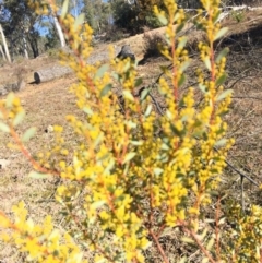 Acacia buxifolia subsp. buxifolia at O'Connor, ACT - 28 Jun 2015