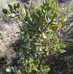 Persoonia rigida (Hairy Geebung) at Bruce Ridge - 28 Jun 2015 by ibaird