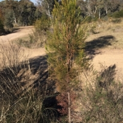 Exocarpos cupressiformis (Cherry Ballart) at O'Connor, ACT - 28 Jun 2015 by ibaird