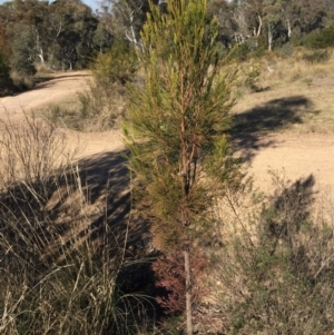 Exocarpos cupressiformis at O'Connor, ACT - 28 Jun 2015