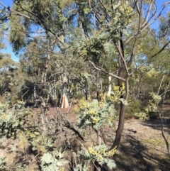 Acacia dealbata (Silver Wattle) at Bruce Ridge - 28 Jun 2015 by ibaird
