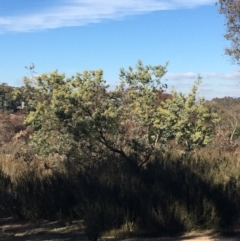 Acacia dealbata at O'Connor, ACT - 28 Jun 2015