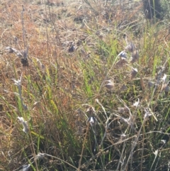 Themeda triandra (Kangaroo Grass) at O'Connor, ACT - 28 Jun 2015 by ibaird