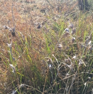 Themeda triandra at O'Connor, ACT - 28 Jun 2015 12:03 PM