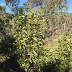 Acacia melanoxylon (Blackwood) at Bruce Ridge - 28 Jun 2015 by ibaird