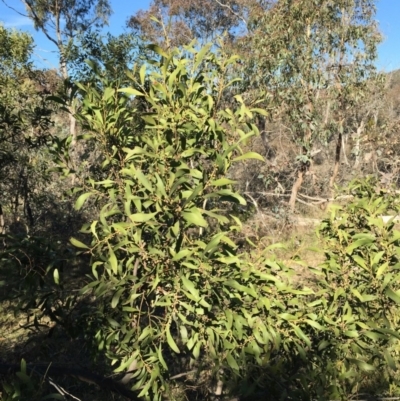Acacia melanoxylon (Blackwood) at Bruce Ridge - 28 Jun 2015 by ibaird