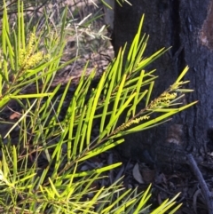 Acacia floribunda (White Sally Wattle, Gossamer Wattle) at Bruce Ridge - 28 Jun 2015 by ibaird