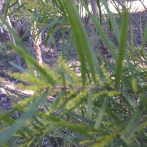 Acacia floribunda at O'Connor, ACT - 28 Jun 2015