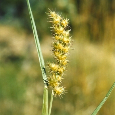 Cenchrus longispinus (Spiny Burrgrass, Spiny Burrgrass) at Paddys River, ACT - 14 Jan 2008 by MichaelBedingfield