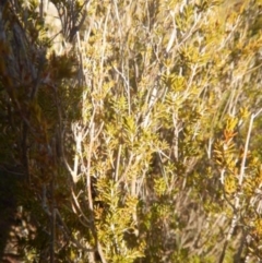 Calytrix tetragona (Common Fringe-myrtle) at Molonglo Gorge - 4 Jul 2015 by MichaelMulvaney