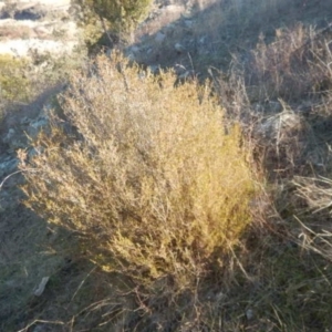 Calytrix tetragona at Kowen, ACT - 4 Jul 2015