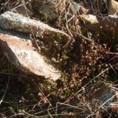 Cheilanthes distans at Kowen, ACT - 4 Jul 2015