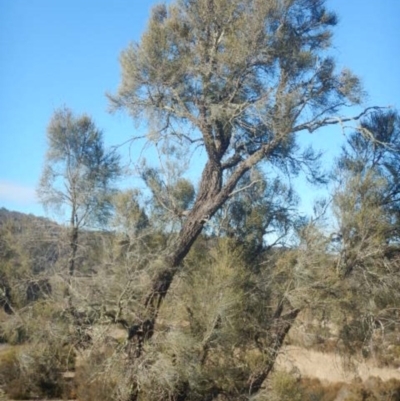 Allocasuarina luehmannii (Bulloak) at Molonglo Gorge - 4 Jul 2015 by MichaelMulvaney