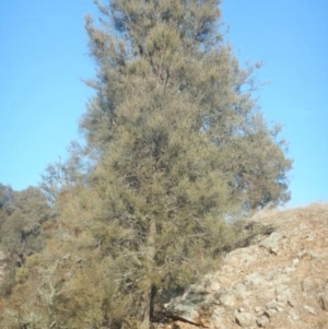 Allocasuarina luehmannii at Kowen, ACT - 4 Jul 2015