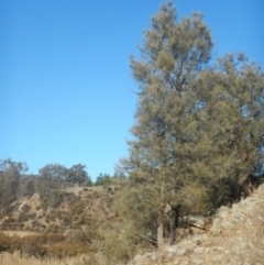 Allocasuarina luehmannii at Kowen, ACT - 4 Jul 2015