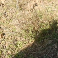 Calotis lappulacea at Kowen, ACT - 4 Jul 2015 03:19 PM