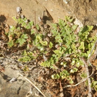 Cheilanthes distans (Bristly Cloak Fern) at Kowen, ACT - 4 Jul 2015 by MichaelMulvaney