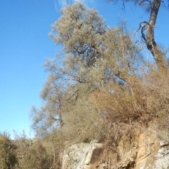 Allocasuarina luehmannii (Bulloak) at Molonglo Gorge - 4 Jul 2015 by MichaelMulvaney