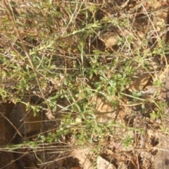 Calotis lappulacea (Yellow Burr Daisy) at Kowen, ACT - 4 Jul 2015 by MichaelMulvaney