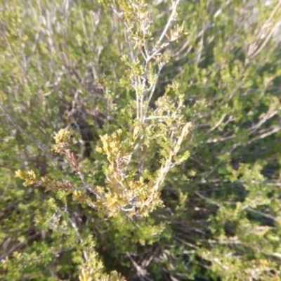 Calytrix tetragona (Common Fringe-myrtle) at Molonglo Gorge - 4 Jul 2015 by MichaelMulvaney