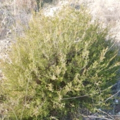 Calytrix tetragona at Queanbeyan East, NSW - 4 Jul 2015