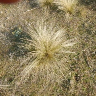 Nassella trichotoma (Serrated Tussock) at Queanbeyan East, NSW - 4 Jul 2015 by MichaelMulvaney