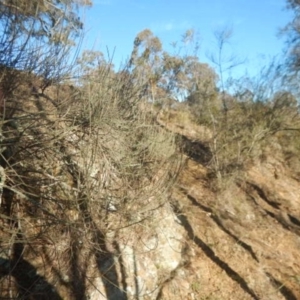 Allocasuarina luehmannii at Queanbeyan East, NSW - 4 Jul 2015 04:01 PM