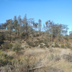 Allocasuarina luehmannii at Queanbeyan East, NSW - 4 Jul 2015 04:01 PM