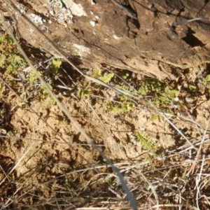 Cheilanthes distans at Queanbeyan East, NSW - 4 Jul 2015