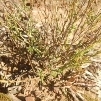 Calotis lappulacea (Yellow Burr Daisy) at Molonglo Gorge - 4 Jul 2015 by MichaelMulvaney