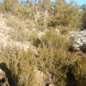 Calytrix tetragona at Queanbeyan East, NSW - 4 Jul 2015 03:58 PM