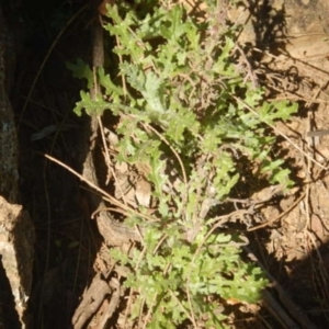 Senecio bathurstianus at Queanbeyan East, NSW - 4 Jul 2015