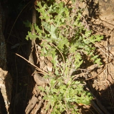 Senecio bathurstianus (Rough Fireweed) at Molonglo Gorge - 4 Jul 2015 by MichaelMulvaney