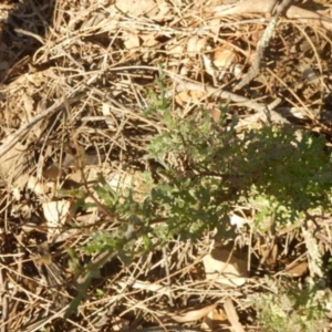 Senecio bathurstianus at Queanbeyan East, NSW - 4 Jul 2015