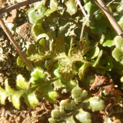 Pleurosorus subglandulosus (Blanket Fern) at Molonglo Gorge - 4 Jul 2015 by MichaelMulvaney