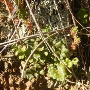 Pleurosorus subglandulosus at Oaks Estate, ACT - suppressed