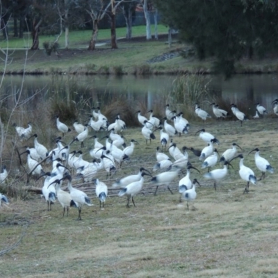 Threskiornis molucca (Australian White Ibis) at Lake Tuggeranong - 14 Jul 2014 by michaelb