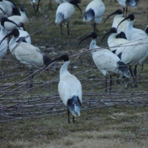 Threskiornis molucca at Greenway, ACT - 14 Jul 2014 06:27 PM