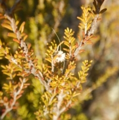 Calytrix tetragona (Common Fringe-myrtle) at Molonglo Gorge - 4 Jul 2015 by MichaelMulvaney